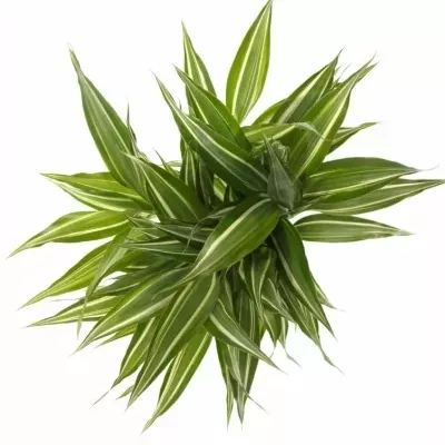 DRACAENA SANDERIANA VICTORY