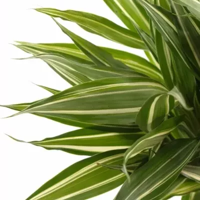 DRACAENA SANDERIANA VICTORY