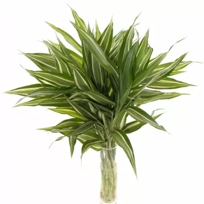 DRACAENA SANDERIANA VICTORY