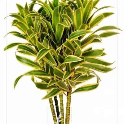 DRACAENA SONG OF INDIA