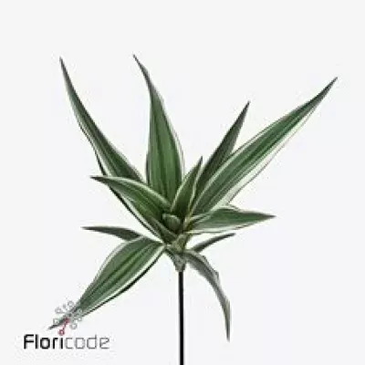 DRACAENA WHITE STRIPE