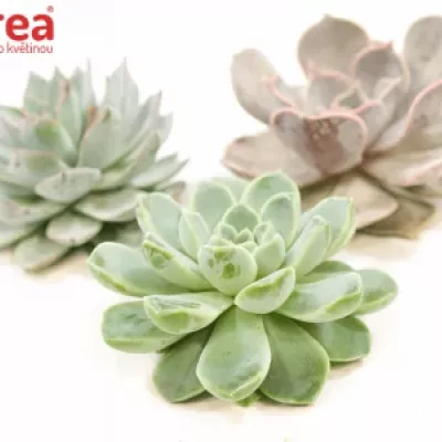 ECHEVERIA MIX Ø 5cm