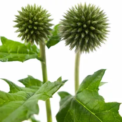 ECHINACEA BLUE GLOBE