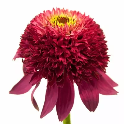 Echinacea CATHARINA 30cm