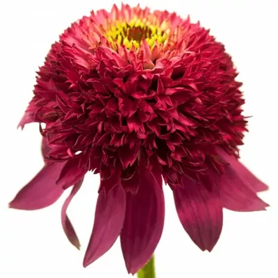 Echinacea CATHARINA 30cm