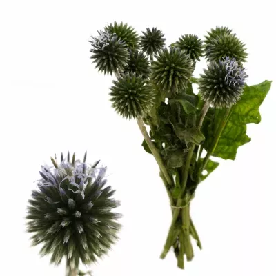 ECHINOPS RITRO