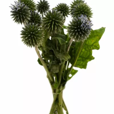 ECHINOPS RITRO