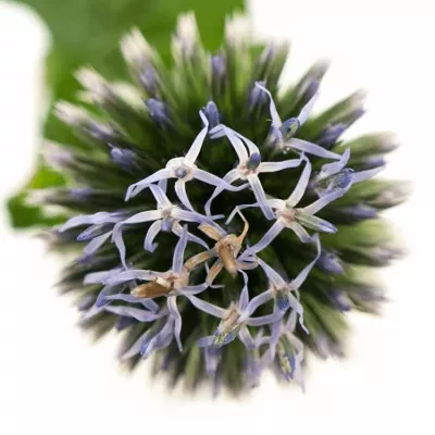 ECHINOPS RITRO