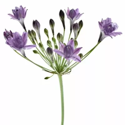 TRITELEIA ROSSY 45cm