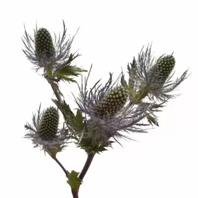 ERYNGIUM ALPINUM