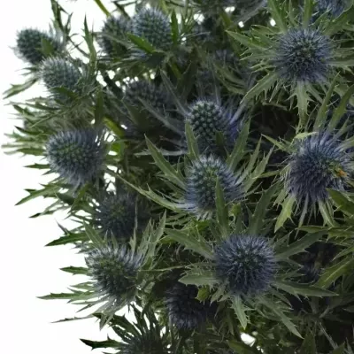 ERYNGIUM AQUARIUS QUESTAR