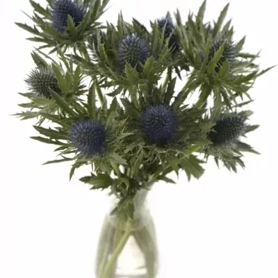 ERYNGIUM AQUARIUS QUESTAR 40cm