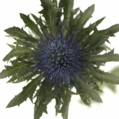 ERYNGIUM AQUARIUS QUESTAR 40cm