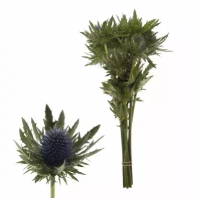 ERYNGIUM AQUARIUS QUESTAR 40cm