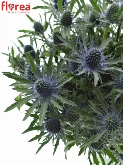 ERYNGIUM BLUE ANGEL