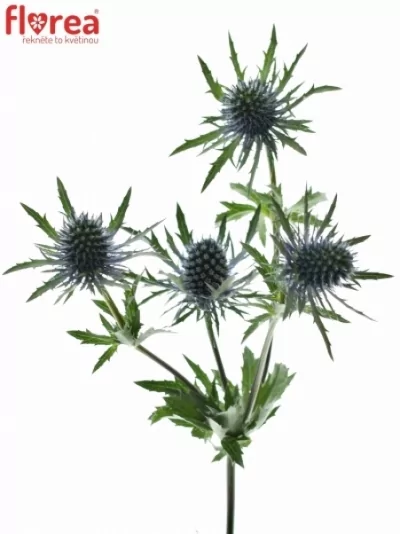 ERYNGIUM BLUE ANGEL