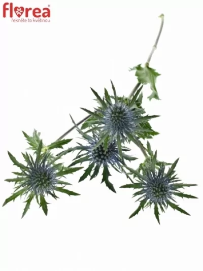 ERYNGIUM BLUE ANGEL