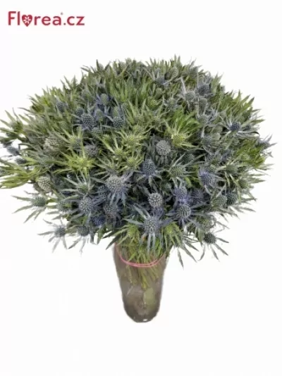 ERYNGIUM BLUE ANGEL