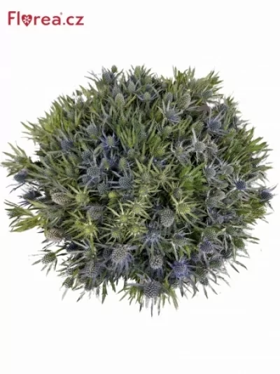 ERYNGIUM BLUE ANGEL