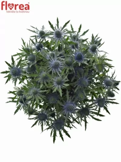 ERYNGIUM BLUE ANGEL