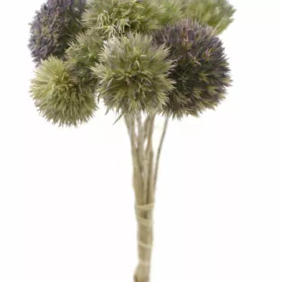 ERYNGIUM FIELD BOWL