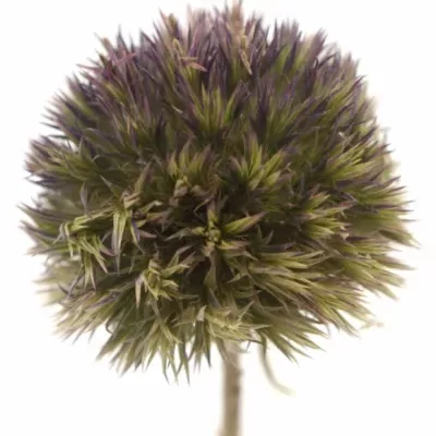 ERYNGIUM FIELD BOWL