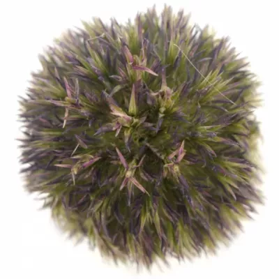 ERYNGIUM FIELD BOWL