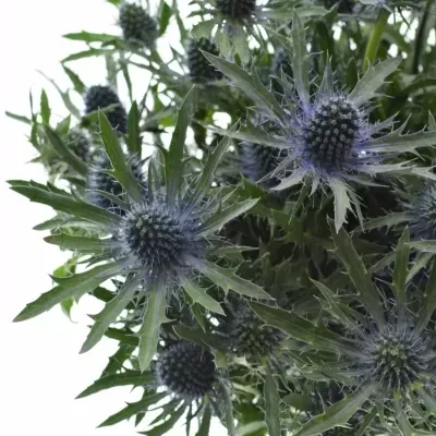 ERYNGIUM MAGNETAR QUESTAR