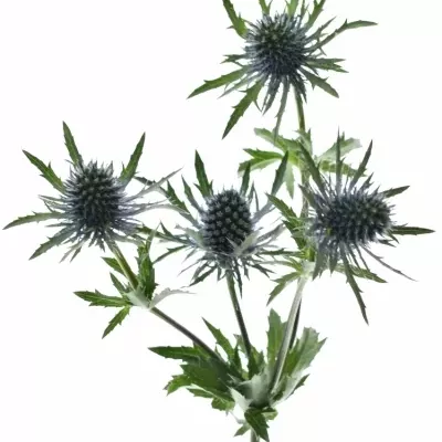 ERYNGIUM MAGNETAR QUESTAR