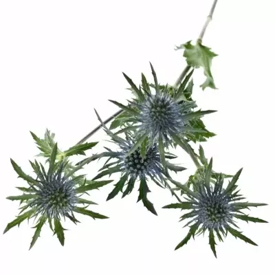 ERYNGIUM MAGNETAR QUESTAR