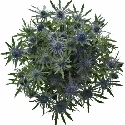 ERYNGIUM MAGNETAR QUESTAR