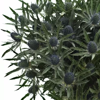 ERYNGIUM PLANUM 60cm