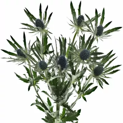 ERYNGIUM PLANUM 60cm