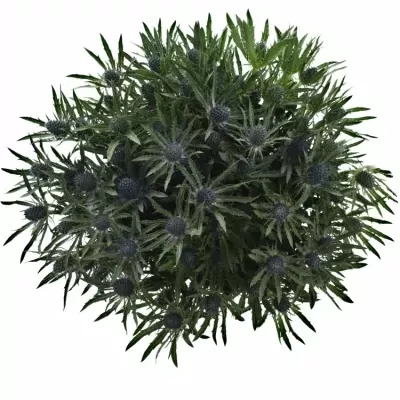 ERYNGIUM PLANUM 60cm