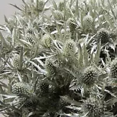 ERYNGIUM PLATINUM