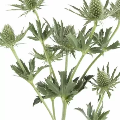 ERYNGIUM SIRIUS QUESTAR