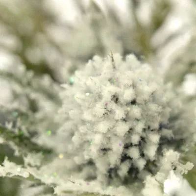 ERYNGIUM SNOW + GLITTERS