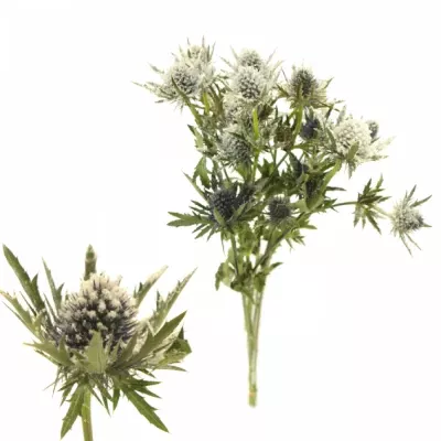 ERYNGIUM SNOW + GLITTERS