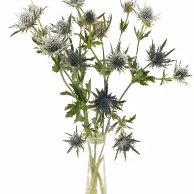 ERYNGIUM SNOW + GLITTERS