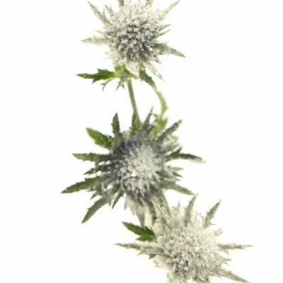 ERYNGIUM SNOW + GLITTERS