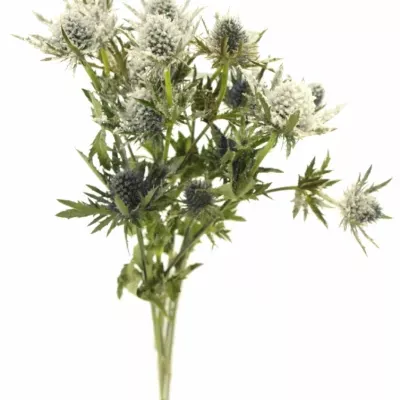 ERYNGIUM SNOW + GLITTERS