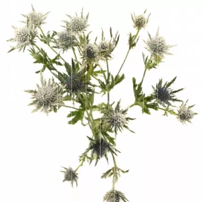 ERYNGIUM SNOW + GLITTERS