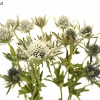 ERYNGIUM SNOW + GLITTERS