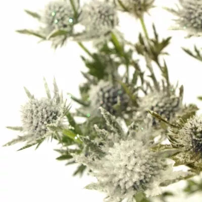 ERYNGIUM SNOW + GLITTERS