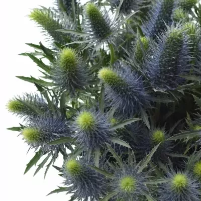 ERYNGIUM SUPERNOVA QSTAR