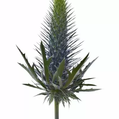 ERYNGIUM SUPERNOVA QSTAR