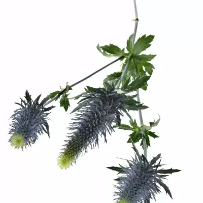 ERYNGIUM SUPERNOVA QSTAR