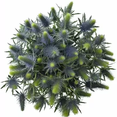 ERYNGIUM SUPERNOVA QSTAR