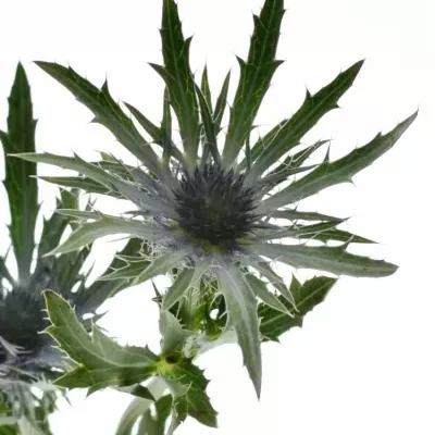 ERYNGIUM VEGA QSTAR