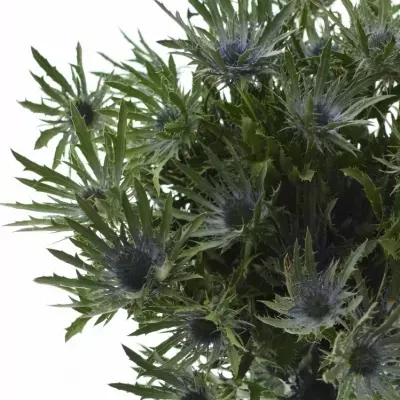 ERYNGIUM VEGA QSTAR